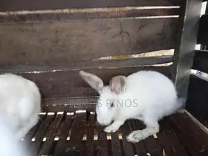 Rabbits