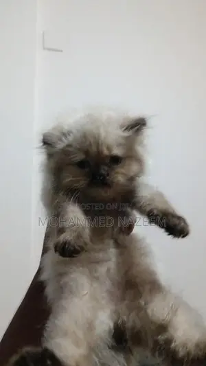 Persian Kittens