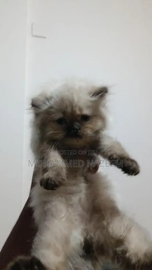 Persian Kittens