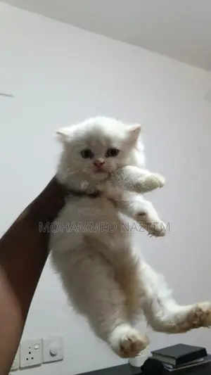 Persian Kittens