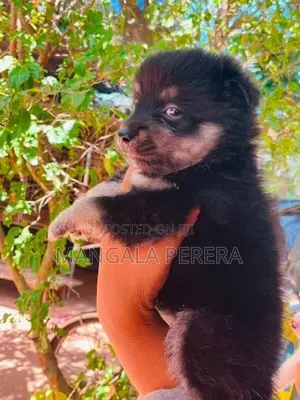 Lion Pomeranian Puppy