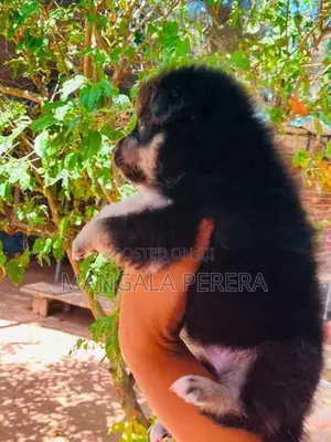 Lion Pomeranian Puppy