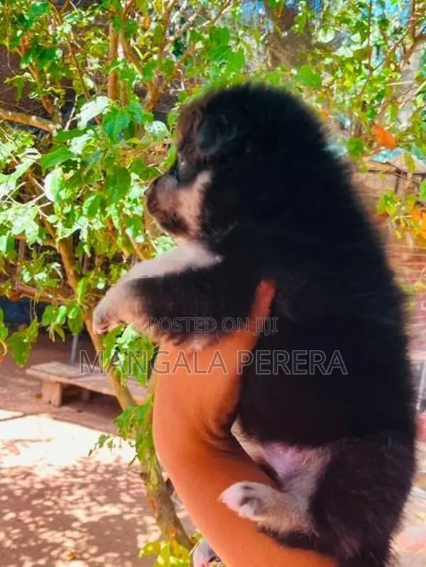 Lion Pomeranian Puppy