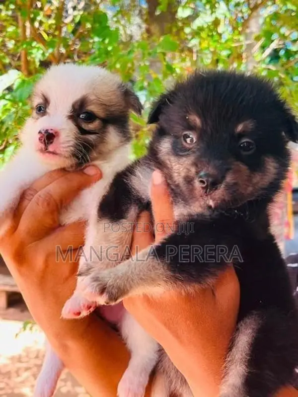 Lion Pomeranian Puppy