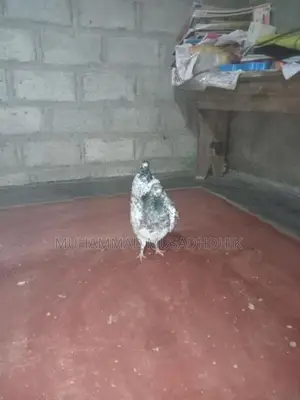 Pigeon