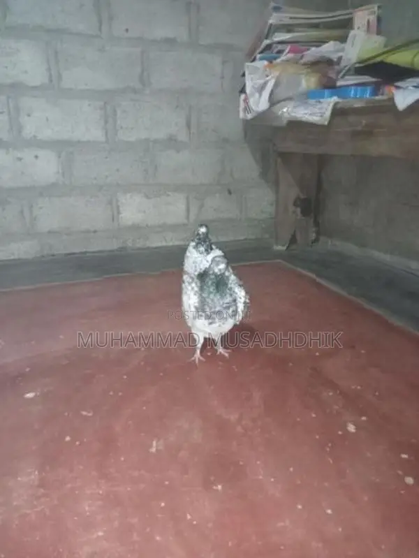 Pigeon