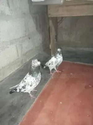 Pigeon