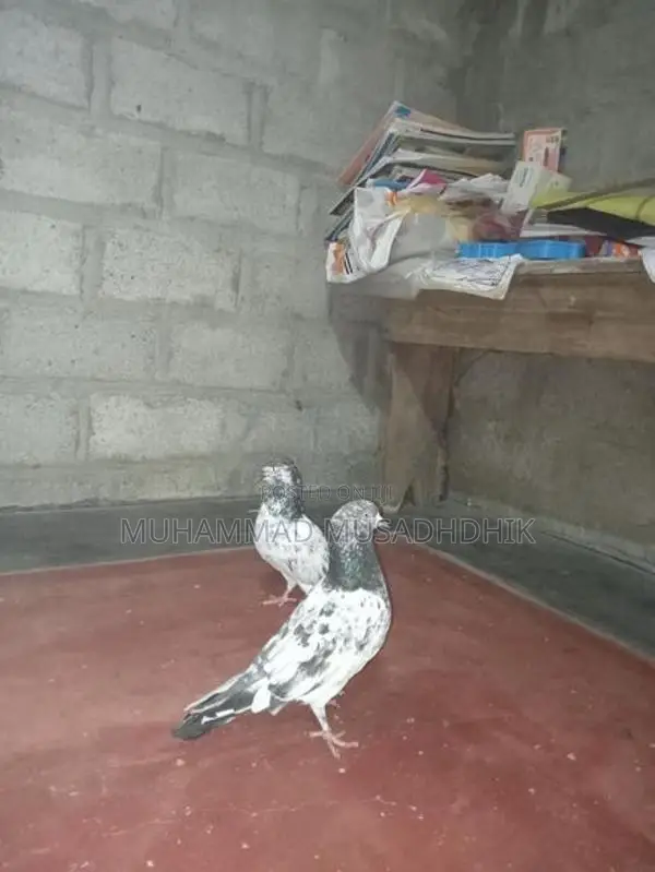 Pigeon