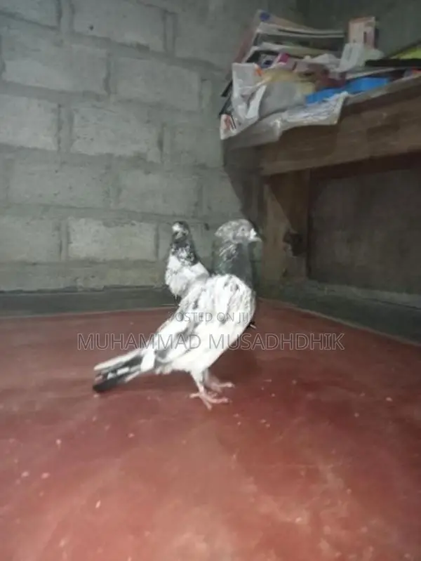 Pigeon