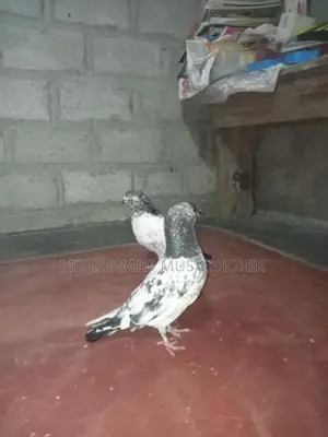 Pigeon