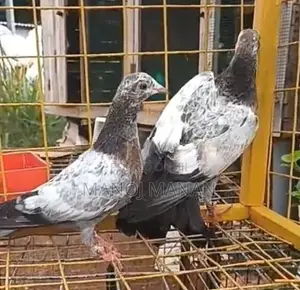 Pigeons