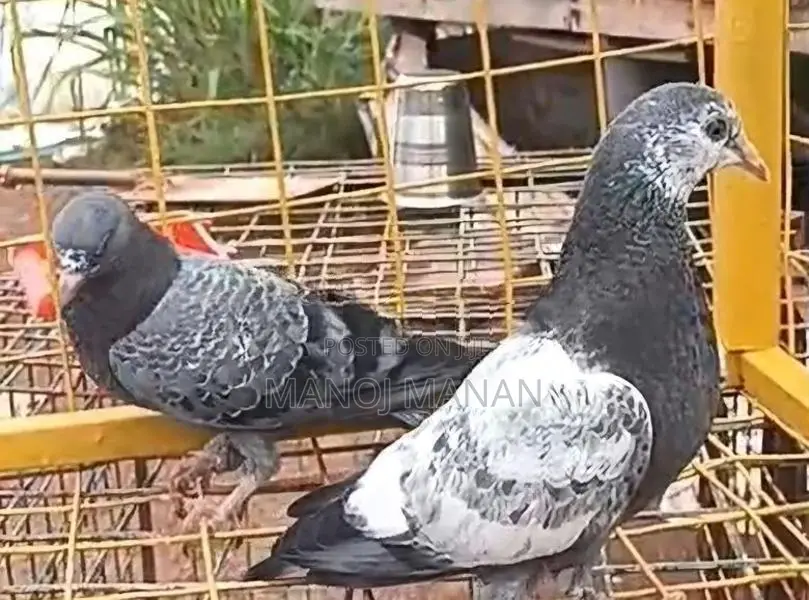 Pigeons