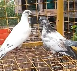 Pigeons