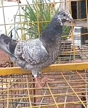 Pigeons