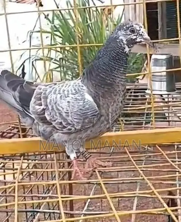 Pigeons