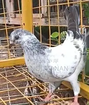 Pigeons