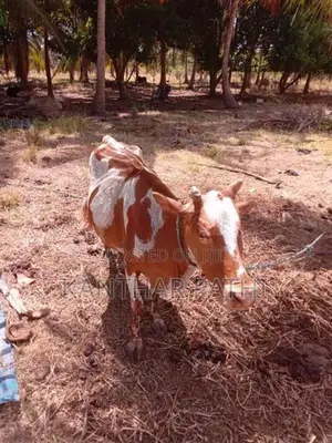 Cow Sale