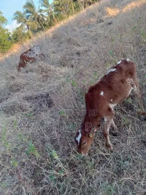 Cow Sale