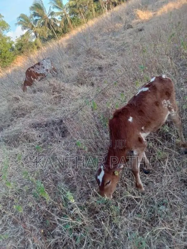 Cow Sale