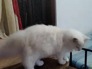 Persian Cat