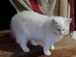 Persian Cat