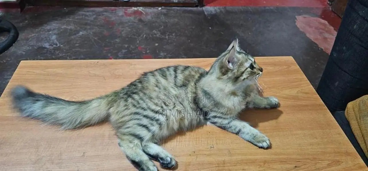 Himalayan Persian Cat