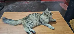 Himalayan Persian Cat