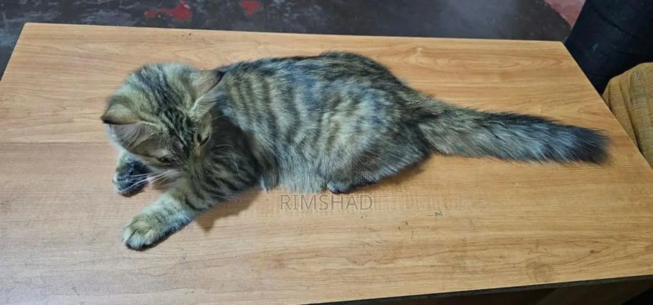 Himalayan Persian Cat