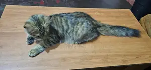 Himalayan Persian Cat