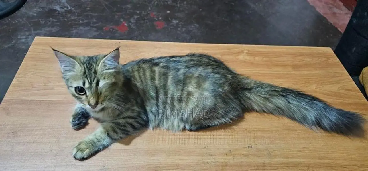 Himalayan Persian Cat