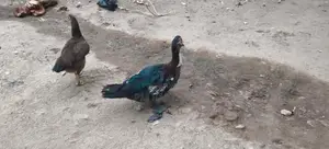 தரமான வாத்துகள்