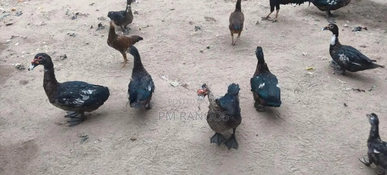 தரமான வாத்துகள்