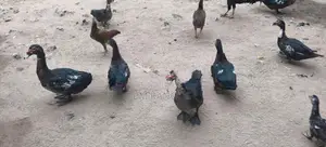 தரமான வாத்துகள்