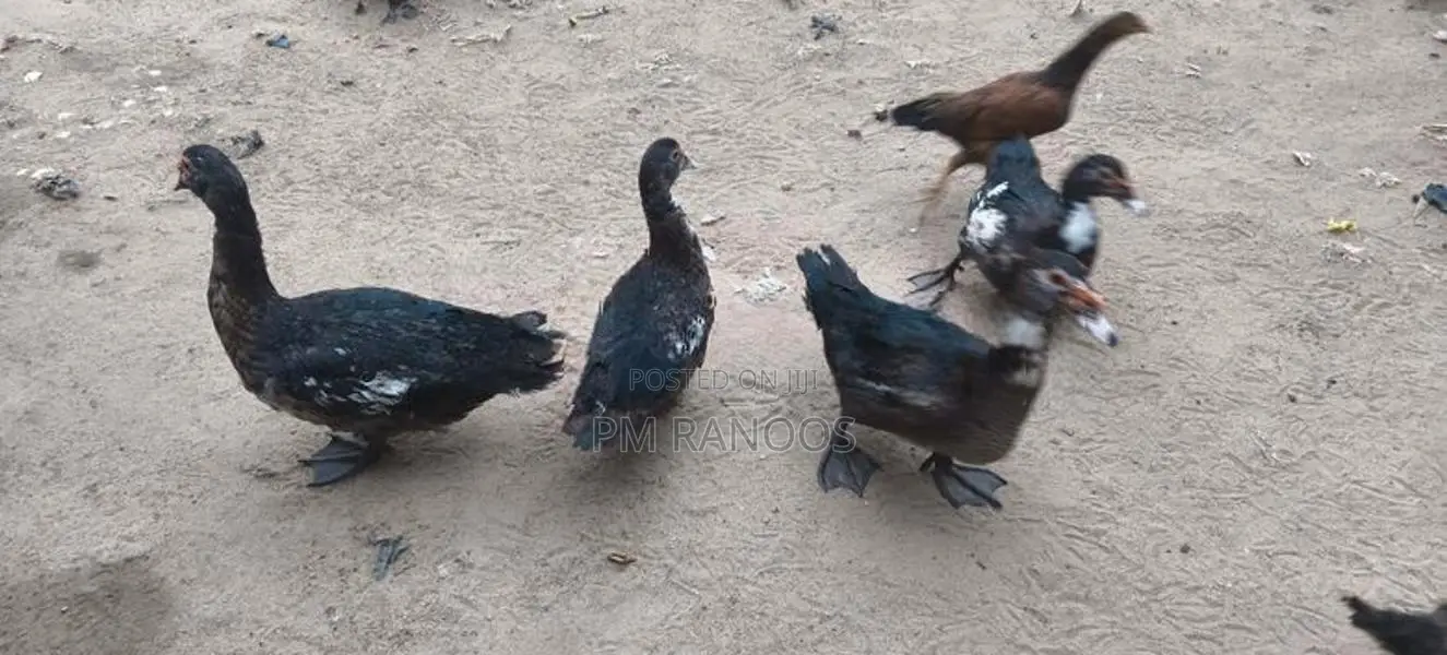 தரமான வாத்துகள்