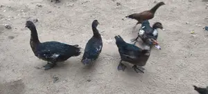 தரமான வாத்துகள்