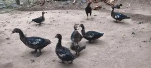 தரமான வாத்துகள்
