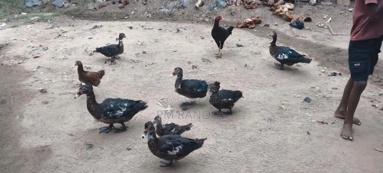 தரமான வாத்துகள்