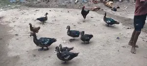 தரமான வாத்துகள்