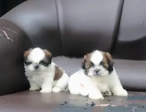 Shihtzu