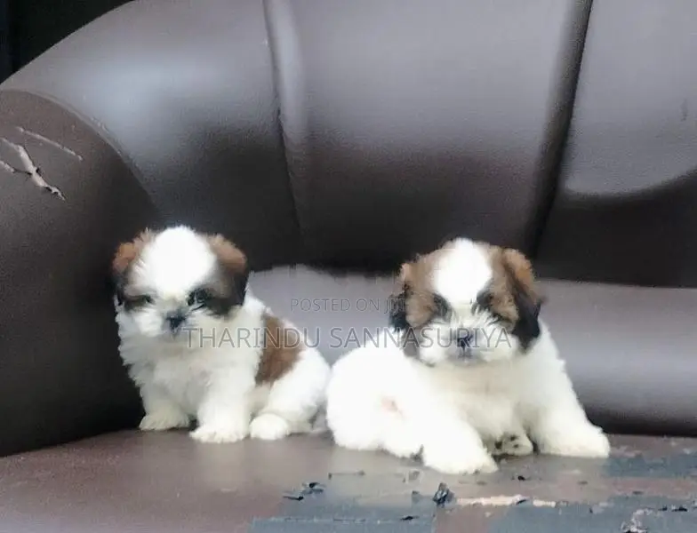 Shihtzu