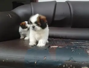 Shihtzu