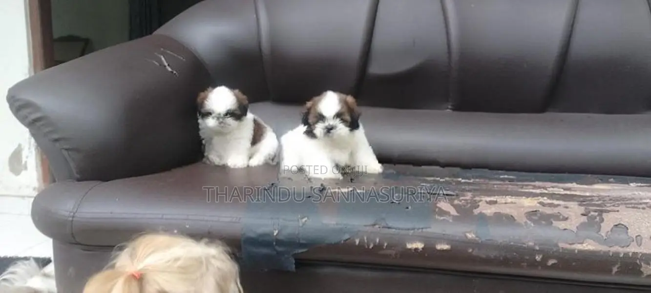 Shihtzu