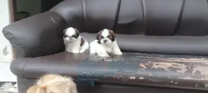 Shihtzu