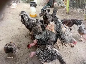 Country Hen