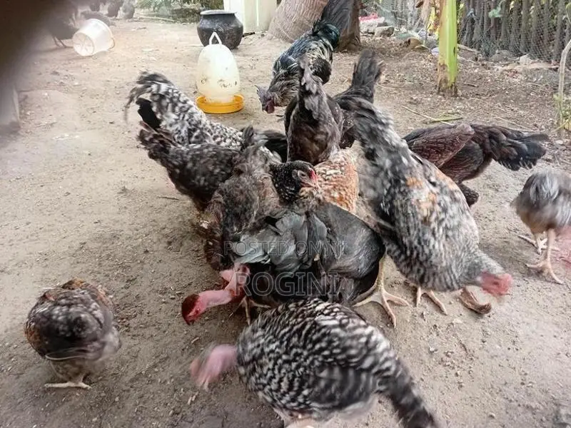 Country Hen