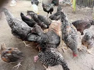 Country Hen