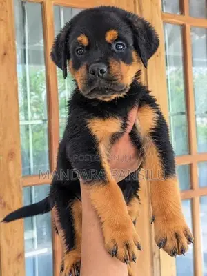 Rottweiler Puppy
