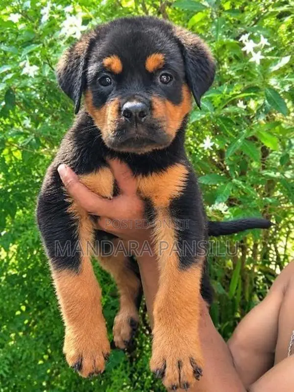 Rottweiler Puppy