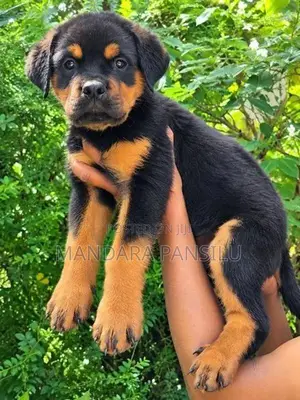 Rottweiler Puppy