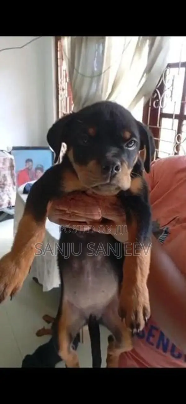 Rottweiler Puppy